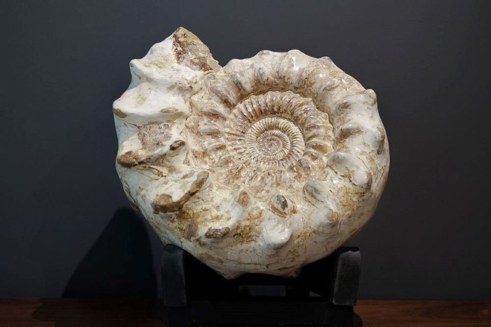artefactum gallery